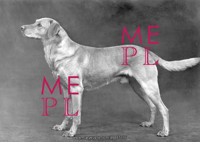 : FALL / LABRADOR RETRIEVER : FALL / LABRADOR RETRIEVER