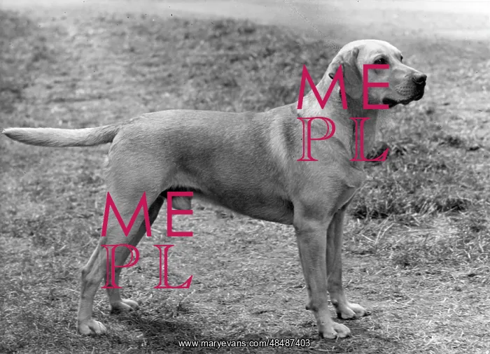  : FALL / LABRADOR RETRIEVER