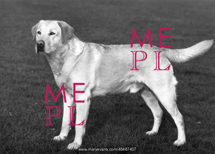 : FALL / LABRADOR RETRIEVER : FALL / LABRADOR RETRIEVER