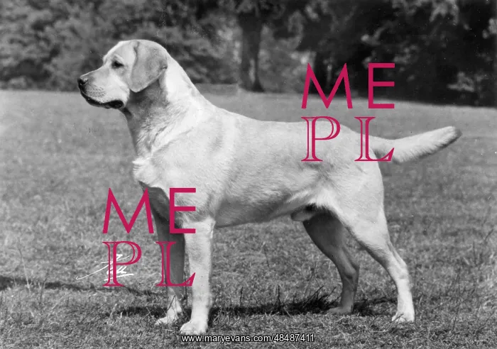 : FALL / LABRADOR RETRIEVER : FALL / LABRADOR RETRIEVER