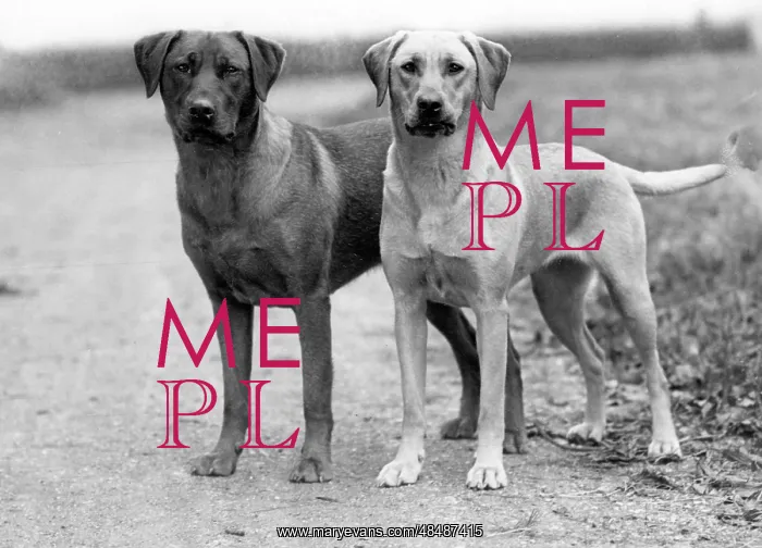  : FALL / LABRADOR RETRIEVER