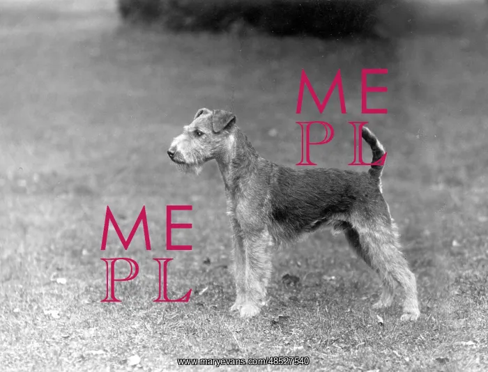 : FALL / LAKELAND TERRIER / 36 : FALL / LAKELAND TERRIER / 36