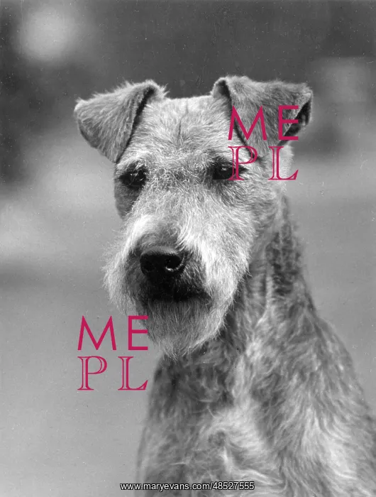 : FALL / LAKELAND TERRIER / 36 : FALL / LAKELAND TERRIER / 36