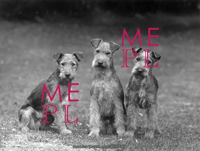 : FALL / LAKELAND TERRIER / 36 : FALL / LAKELAND TERRIER / 36