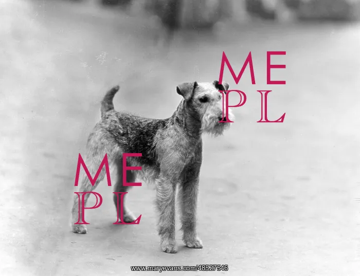  : FALL / LAKELAND TERRIER / 39