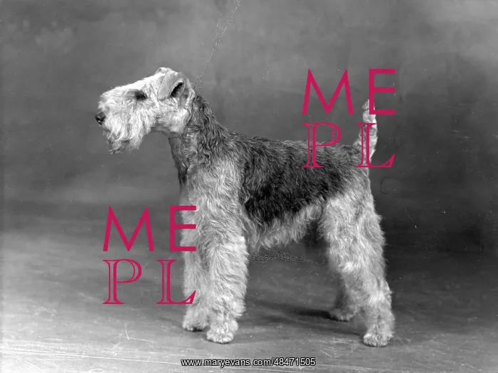  : FALL / LAKELAND TERRIER / 50