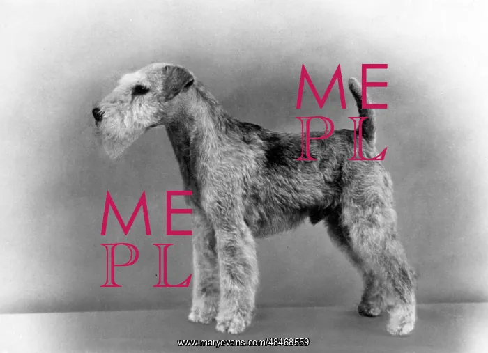  : FALL / LAKELAND TERRIER / 60