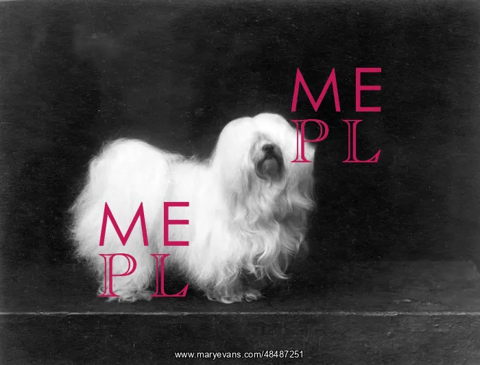 : FALL / MALTESE TERRIER / 35 : FALL / MALTESE TERRIER / 35