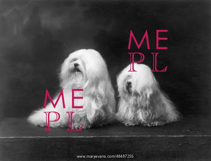 : FALL / MALTESE TERRIER / 35 : FALL / MALTESE TERRIER / 35