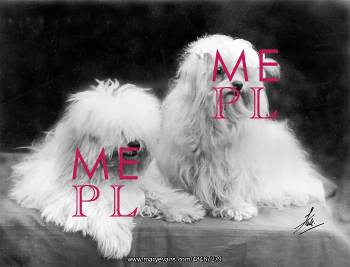  : FALL / MALTESE TERRIER / 36