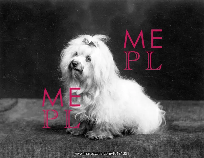  : FALL / MALTESE TERRIER / 37
