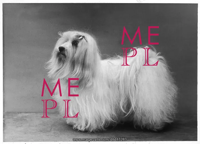 : FALL / MALTESE TERRIER / 57