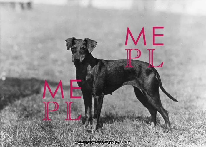  : FALL / MANCHESTER TERRIER
