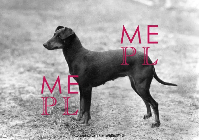  : FALL / MANCHESTER TERRIER