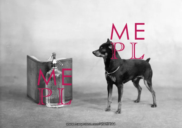 : FALL / MANCHESTER TERRIER : FALL / MANCHESTER TERRIER