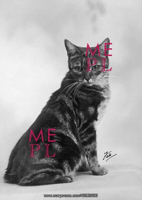 : FALL / MANX CAT / 1936 : FALL / MANX CAT / 1936