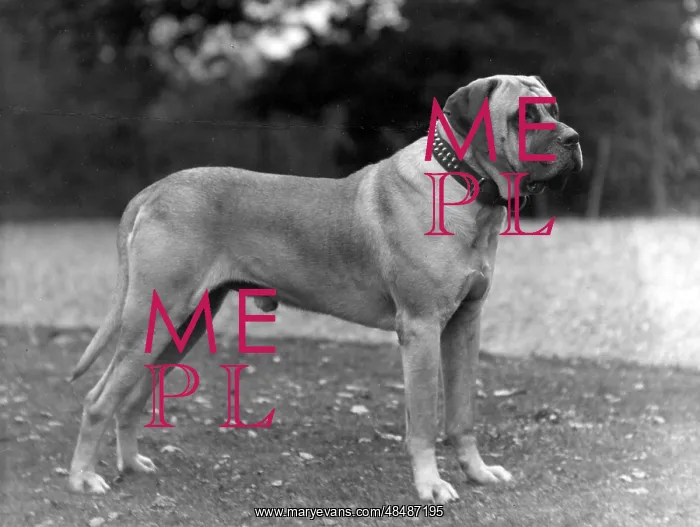  : FALL / MASTIFF / 1927