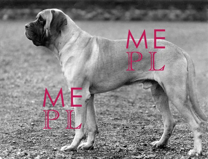  : FALL / MASTIFF / 1936