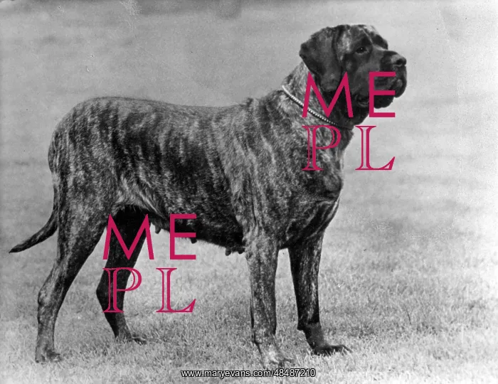  : FALL / MASTIFF / 1955