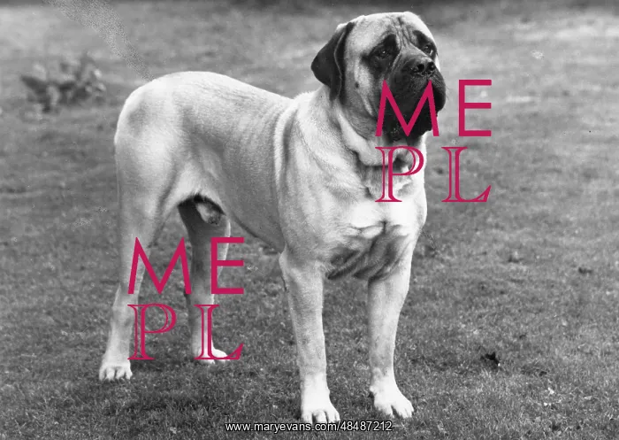  : FALL / MASTIFF / 1965