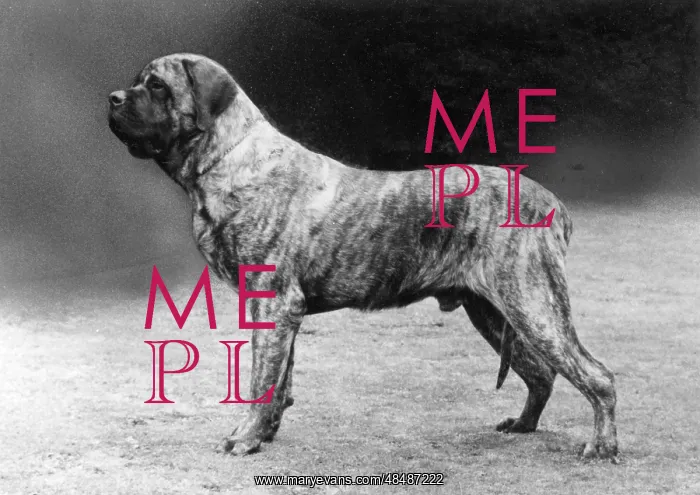  : FALL / MASTIFF / 1977