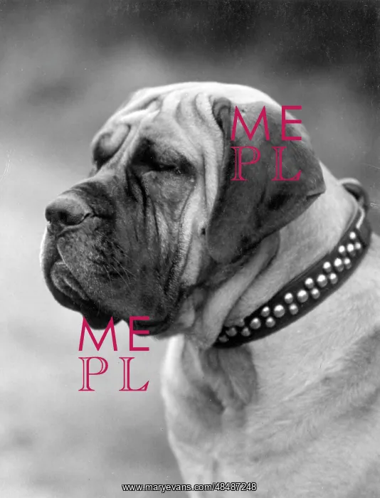  : FALL / MASTIFF / HEAD / 1928