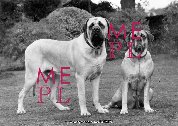 : FALL / MASTIFF / PAIR / 1976 : FALL / MASTIFF / PAIR / 1976