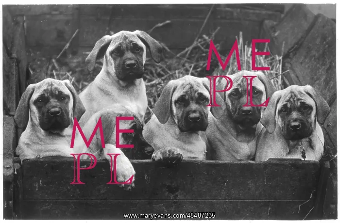  : FALL / MASTIFF / PUPPIES