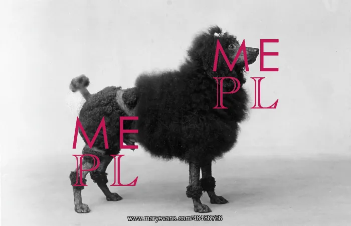 : FALL / MINI POODLE : FALL / MINI POODLE