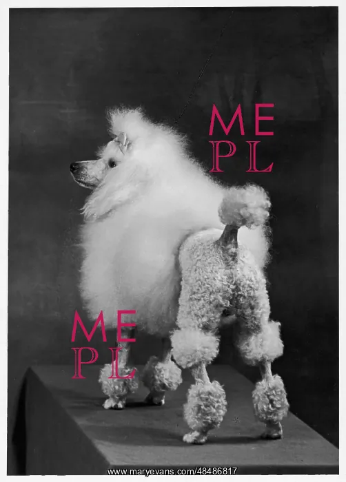 : FALL / MINI POODLE / ARDIAN : FALL / MINI POODLE / ARDIAN