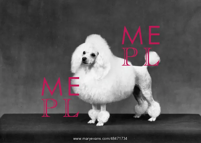 : FALL / MINI POODLE / FIRCOT : FALL / MINI POODLE / FIRCOT