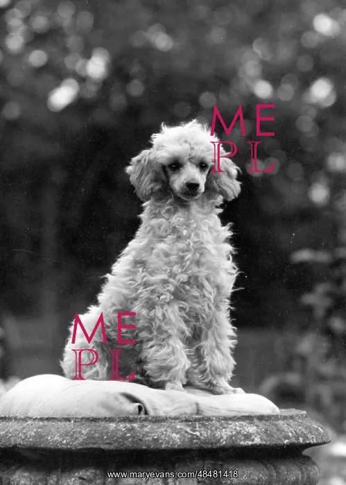: FALL / MINI POODLE / FIRCOT : FALL / MINI POODLE / FIRCOT