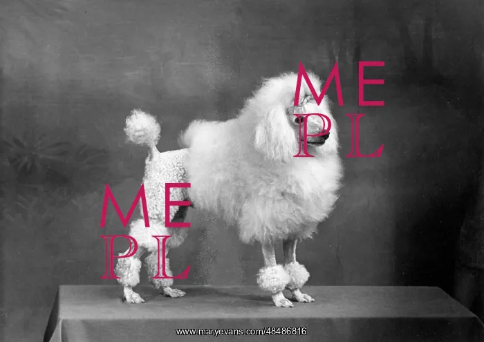 : FALL / MINI POODLE / FIRCOT : FALL / MINI POODLE / FIRCOT