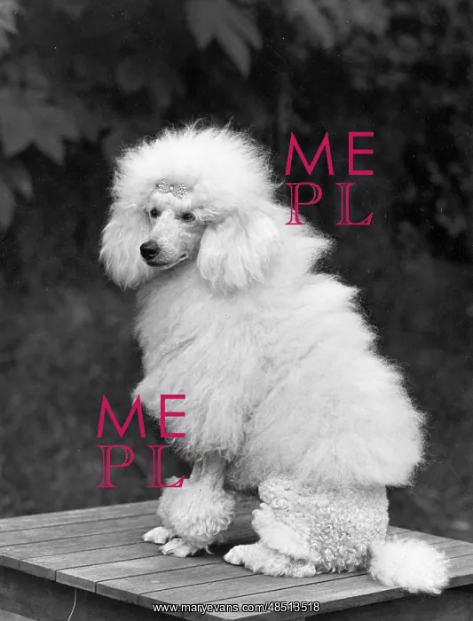 : FALL / MINI POODLE / FIRCOT : FALL / MINI POODLE / FIRCOT