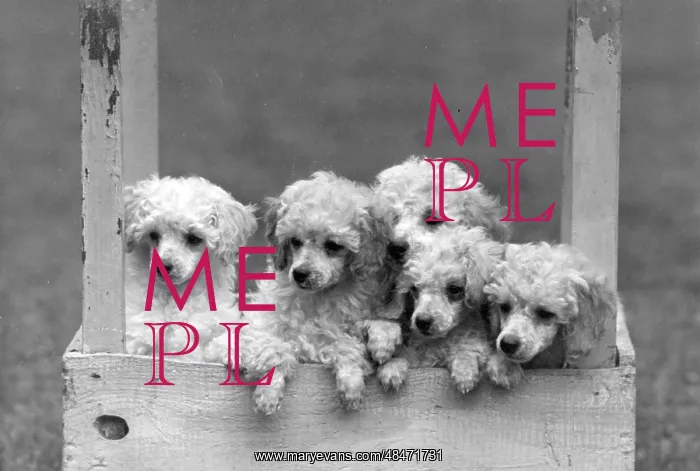: FALL / MINI POODLE / GROUP : FALL / MINI POODLE / GROUP