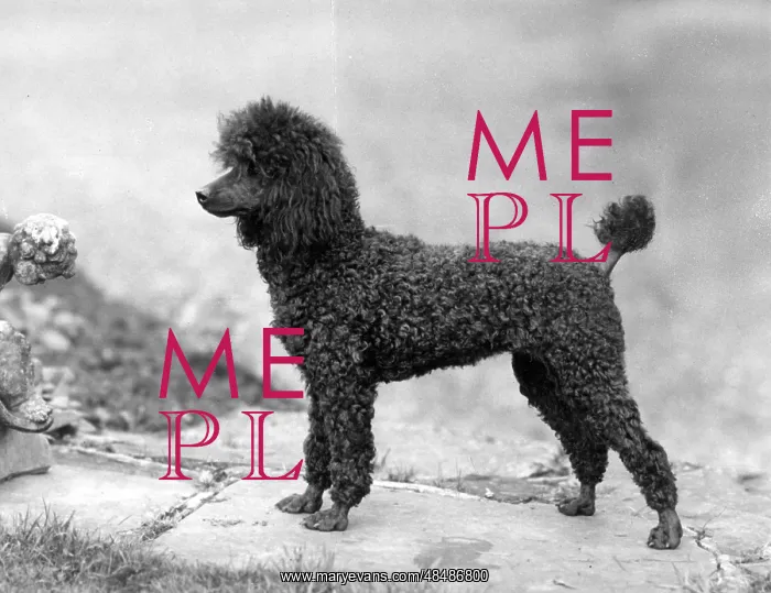 : FALL / MINI POODLE / MONICA : FALL / MINI POODLE / MONICA