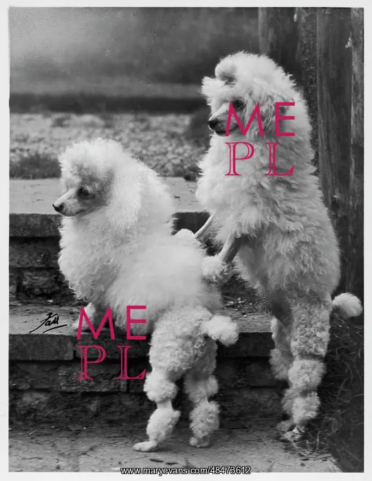 : FALL / MINI POODLE / PAIR : FALL / MINI POODLE / PAIR