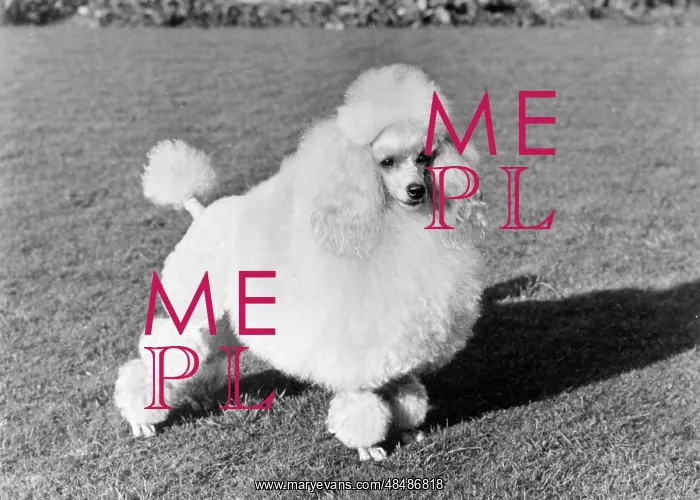  : FALL / MINI POODLE / PIECE 8
