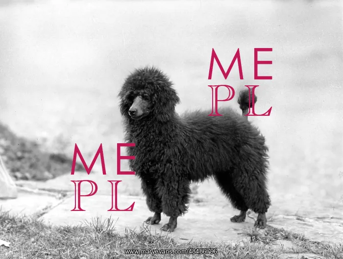 : FALL / MINI POODLE / RAMA : FALL / MINI POODLE / RAMA