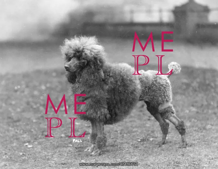 : FALL / MINI POODLE / SCARLET : FALL / MINI POODLE / SCARLET