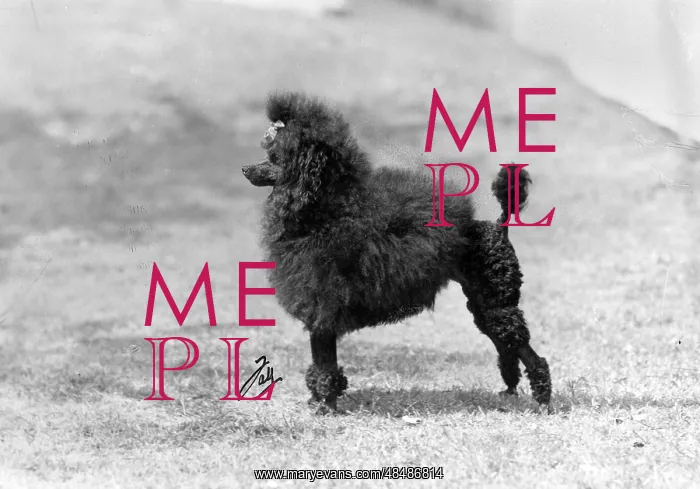 : FALL / MINI POODLE / SUCHETT : FALL / MINI POODLE / SUCHETT