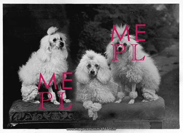 : Fall - Mini Poodle - Trio : Fall - Mini Poodle - Trio