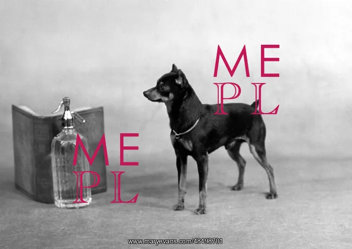 : FALL / MINIATURE PINSCHER : FALL / MINIATURE PINSCHER