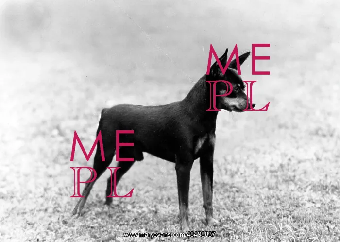  : FALL / MINIATURE PINSCHER