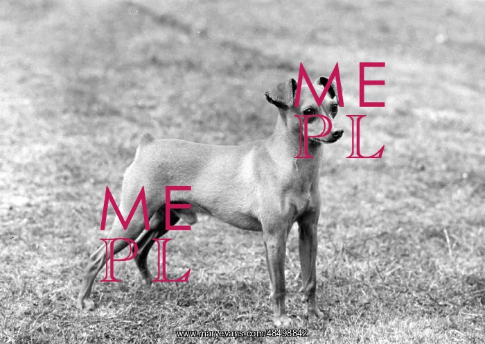  : FALL / MINIATURE PINSCHER