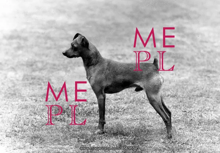  : FALL / MINIATURE PINSCHER
