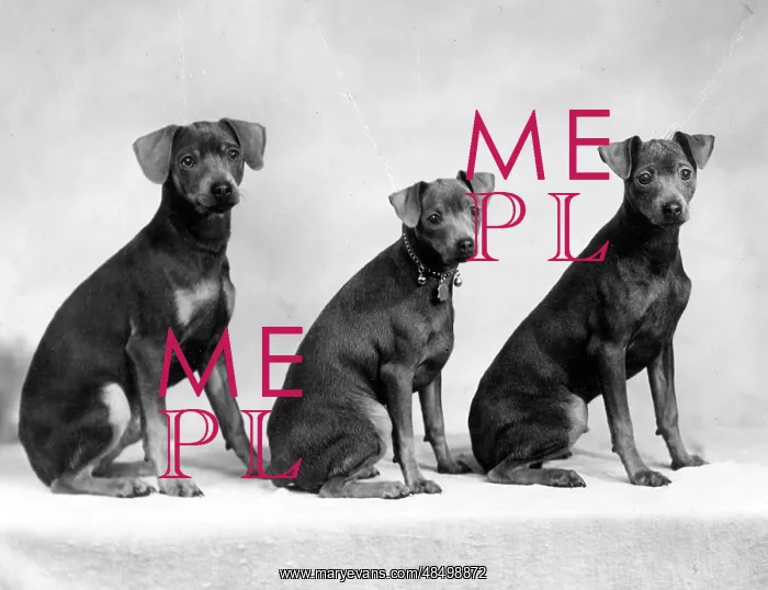  : FALL / MINIATURE PINSCHER