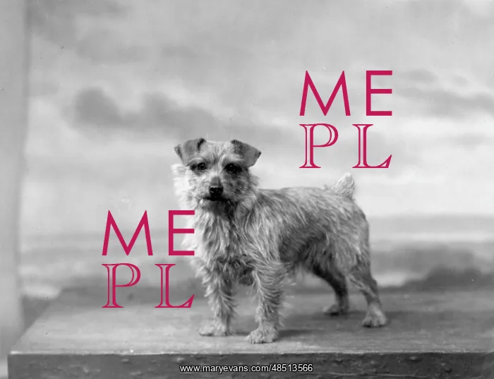  : FALL / NORFOLK TERRIER / 34