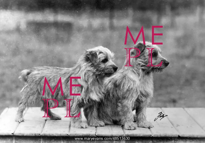  : FALL / NORFOLK TERRIER / 49