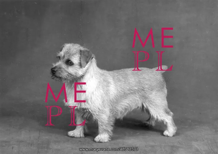  : FALL / NORFOLK TERRIER / 61